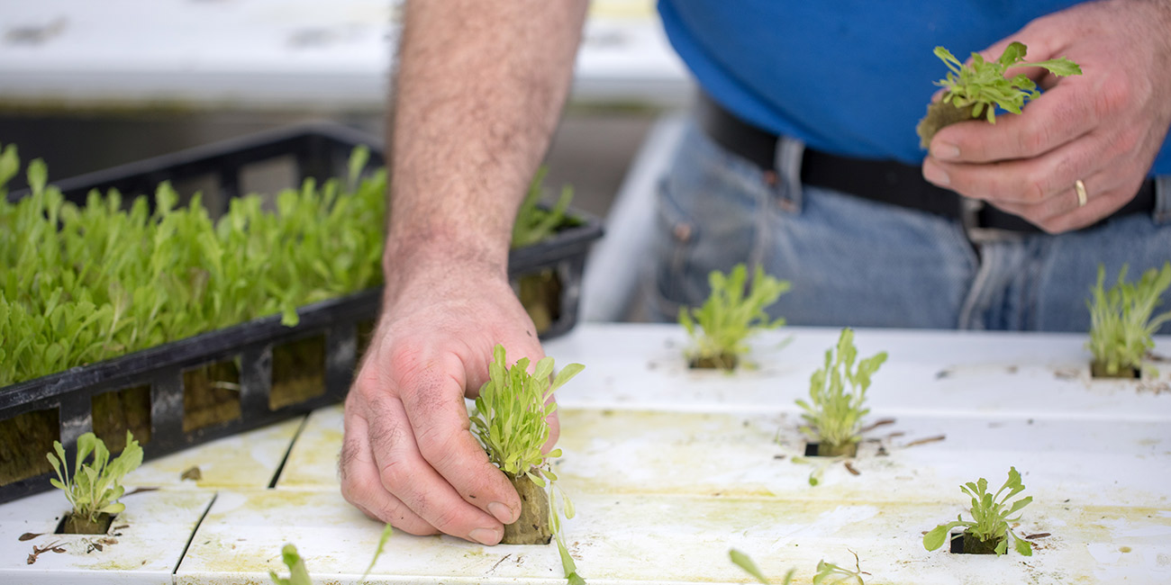 Farmer planting lettuce seedlings