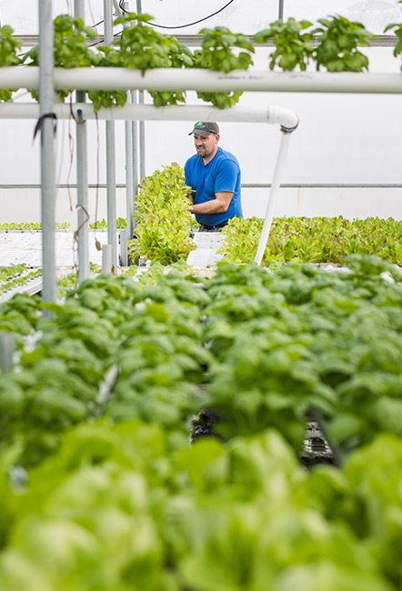 Farmer lifting plants