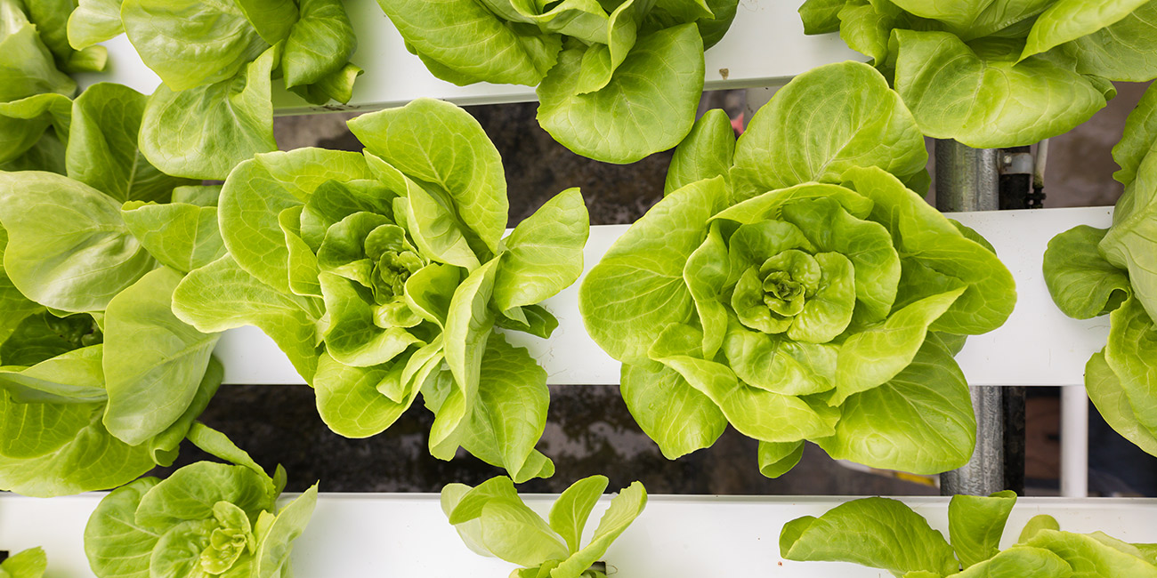 Top view lettuce plants