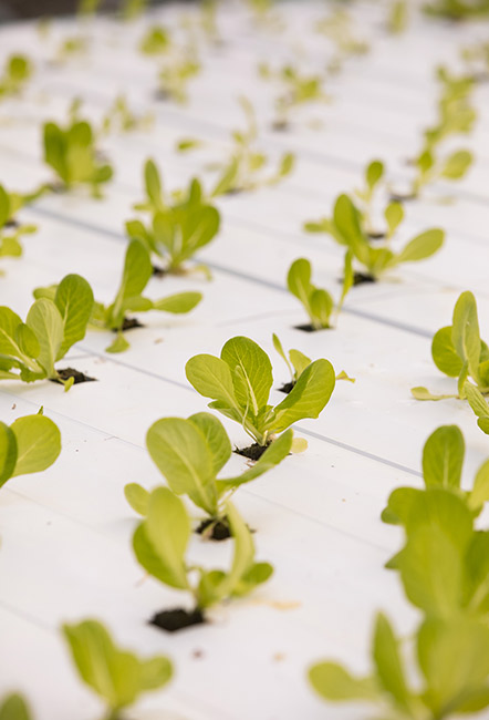 Lettuce seedlings