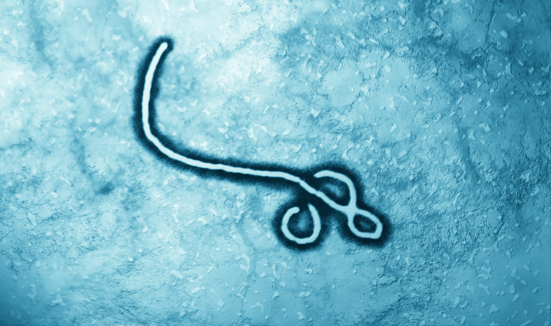 The Ebola virus