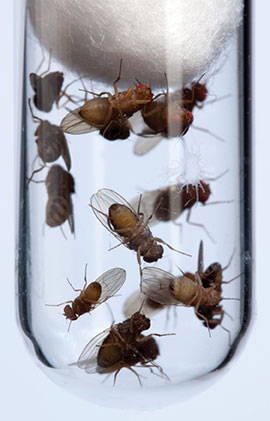 Fruit flies in a jar