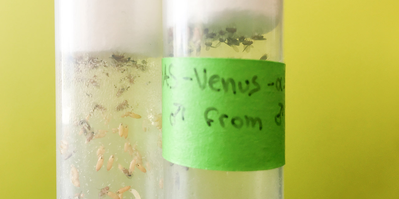 Vial of fruit fly larvae