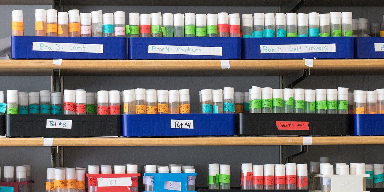 Vials of fruit flies on shelves