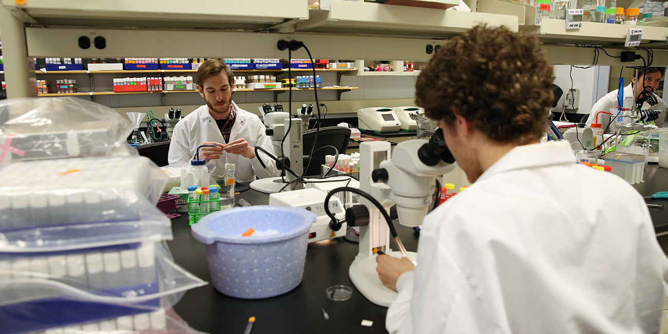 Researchers examining specimens under microscopes