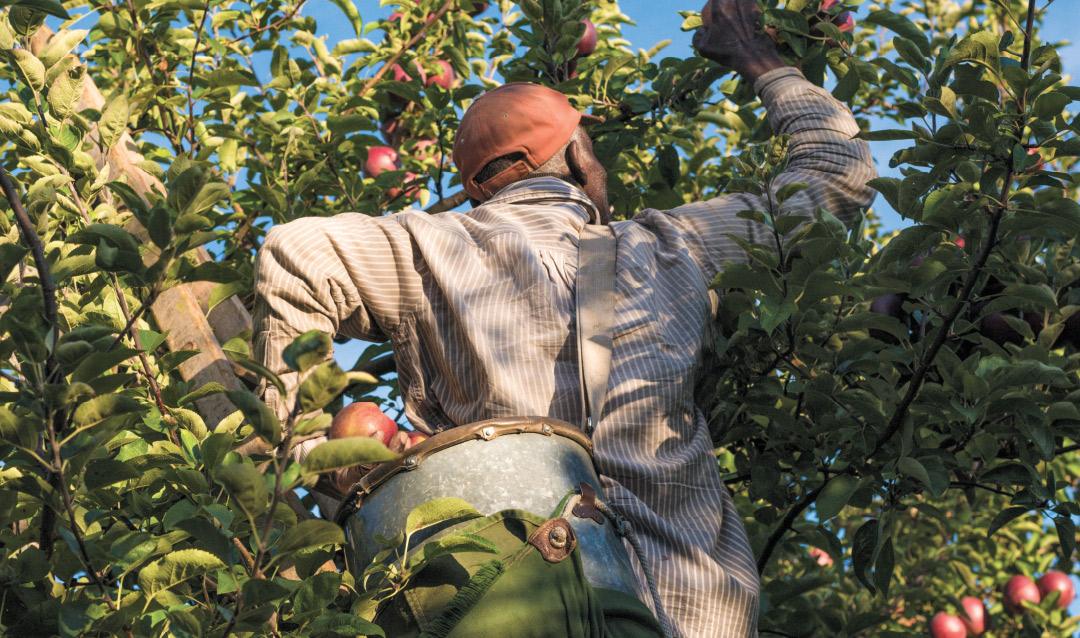 Man picking apples