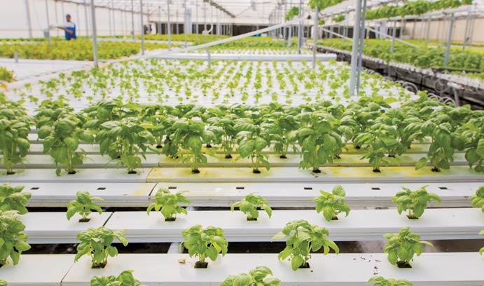 Lettuce in Greenhouse