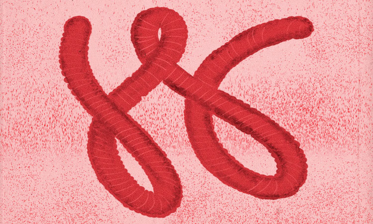 Ebola virus illustration