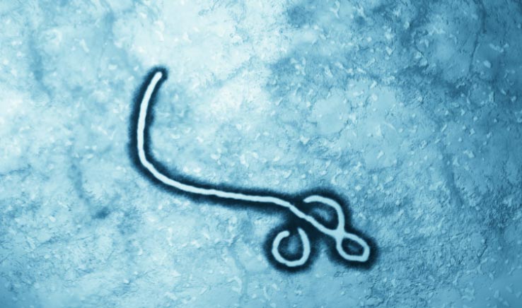 The ebola virus