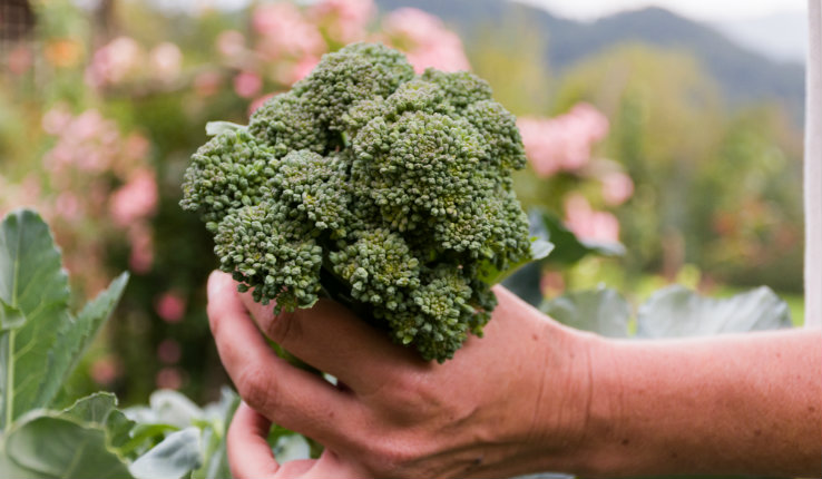 Head of Broccoli