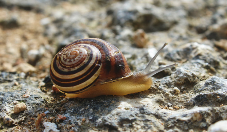 A snail on rocks