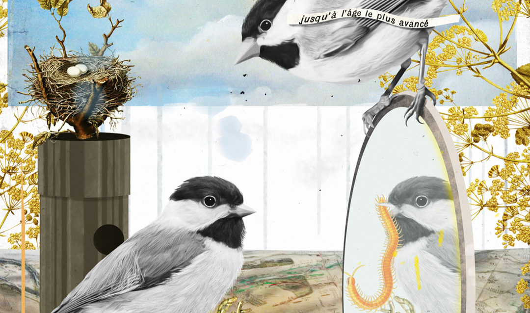 Illustration of chickadees 