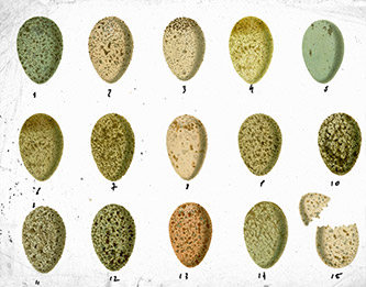 Illustration of chickadee eggs