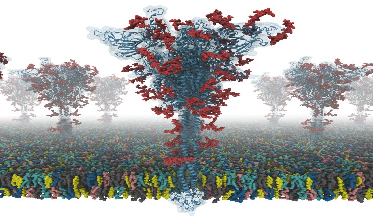 S protein model image of COVID-19