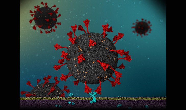 Illustration showing how SARS-CoV-2 spike (S) protein binds to human ACE2 receptors.