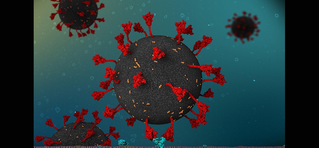 Illustration showing how SARS-CoV-2 spike (S) protein binds to human ACE2 receptors.