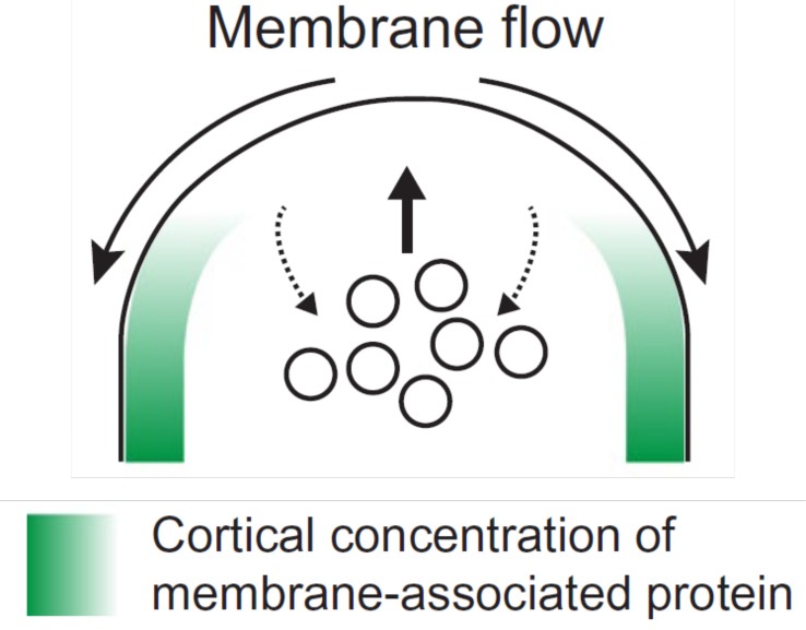  Image depicting the influence of membrane flow on the distribution of cell membrane–associated proteins.