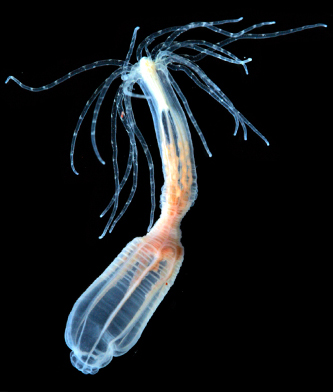 Image of the starlet sea anemone with black background