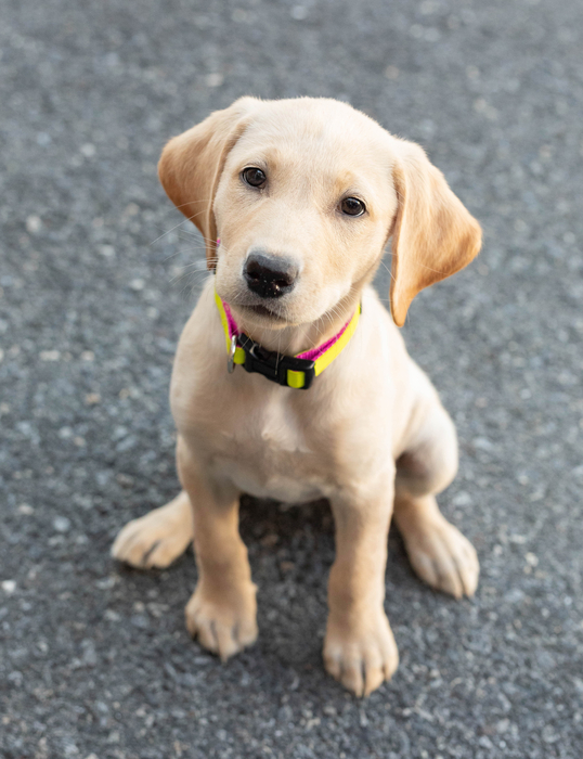 K9 Therapy Dog in Training, Grace.