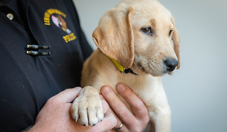 Grace is a yellow Labrador Retriever training to be a therapy K9.