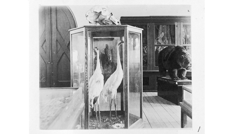 Stuffed birds and a bear on display