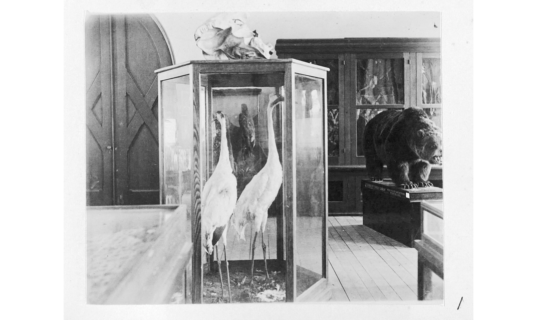 Stuffed birds and a bear