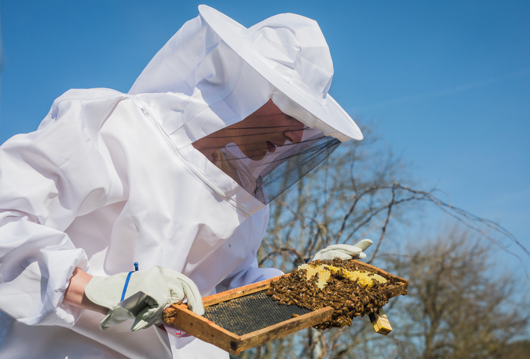 Beekeeping