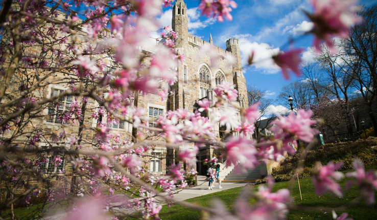 Flowers blooming with Linderman in the background