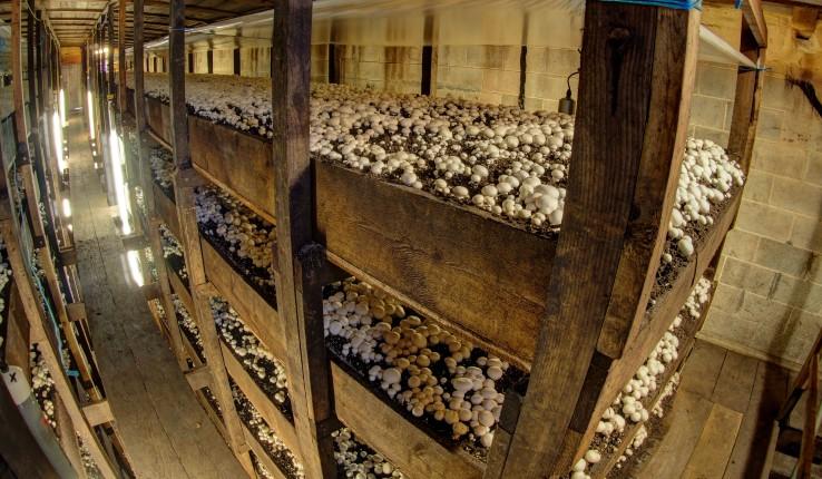 Mushroom growing house