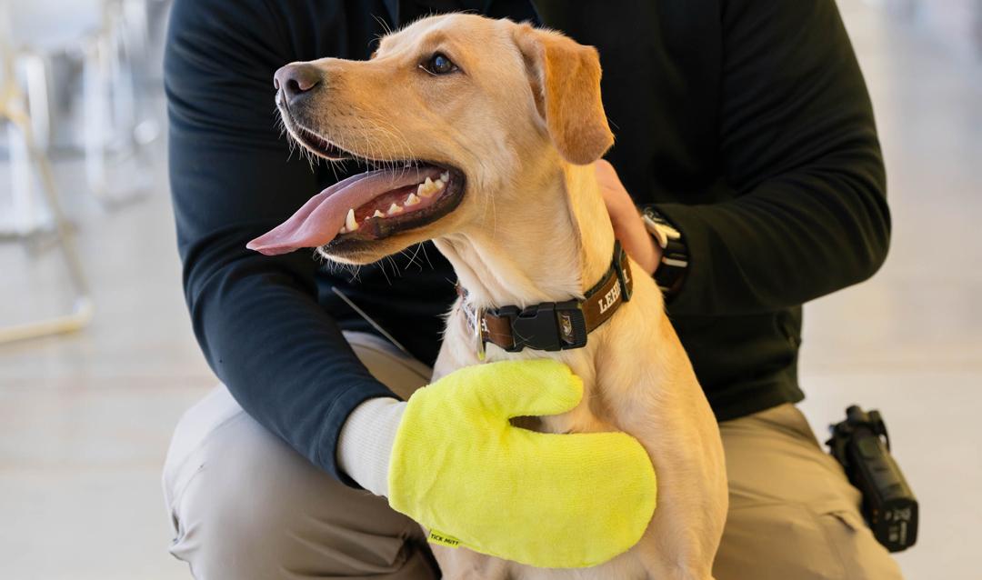 LUPD therapy dog Grace