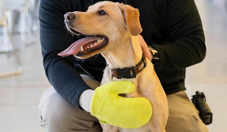 Grace the LUPD therapy dog 