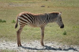 baby zebra