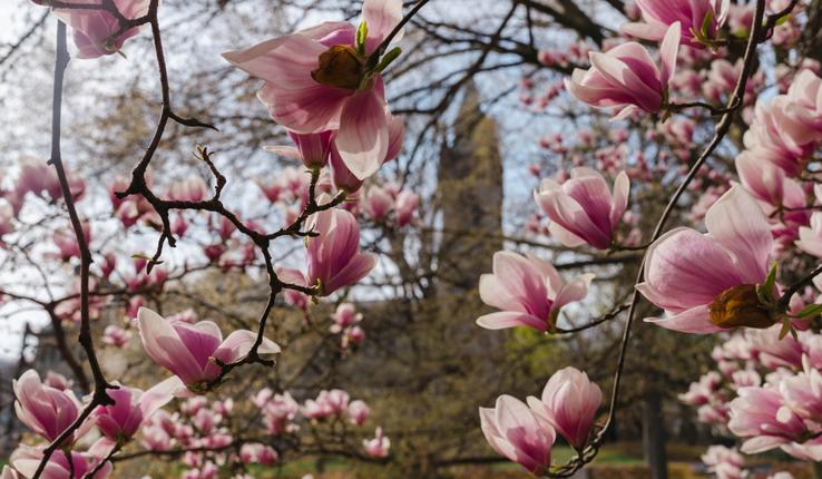 campus beauty