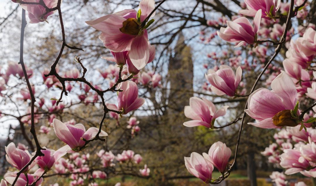 campus beauty