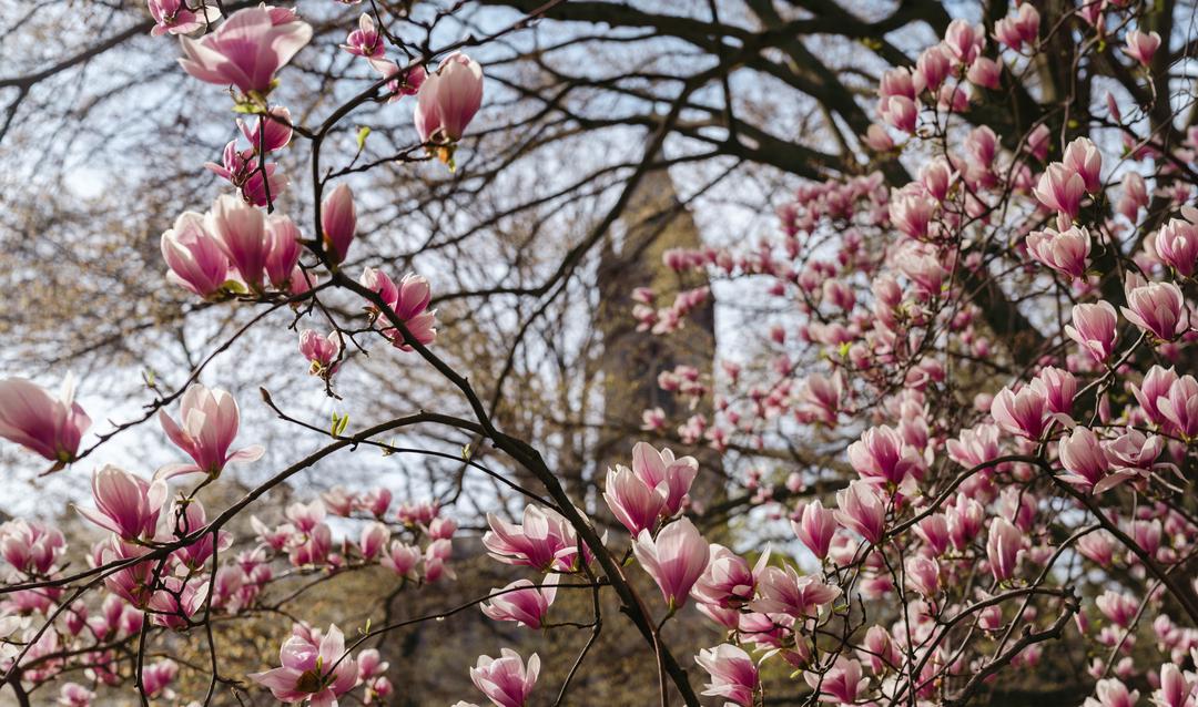 Spring beauty 