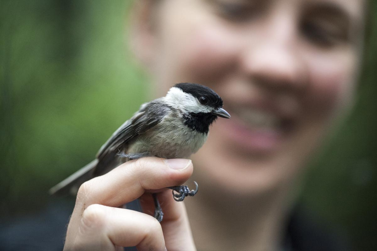 Amber Rice studies chickadees.