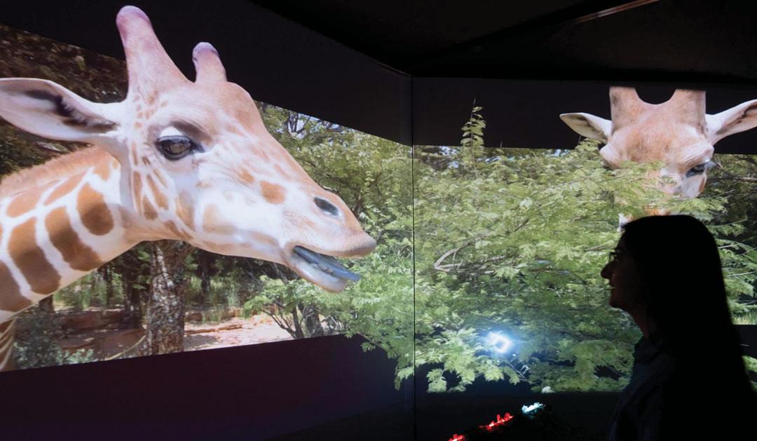 A person observes a large projected image of a giraffe surrounded by greenery.