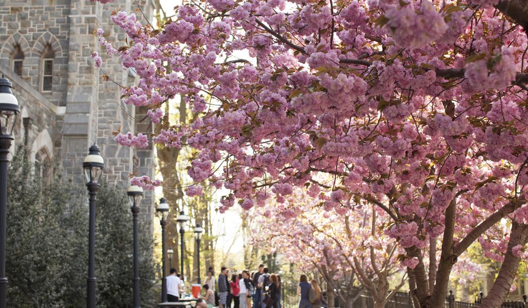 Photograph: Pink cherry blossoms line a path where people walk past a large stone building.