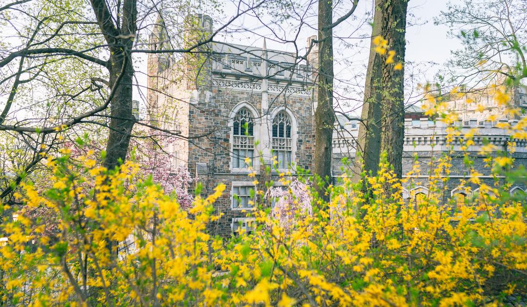 Historic stone building partially obscured by bright yellow spring flowers.