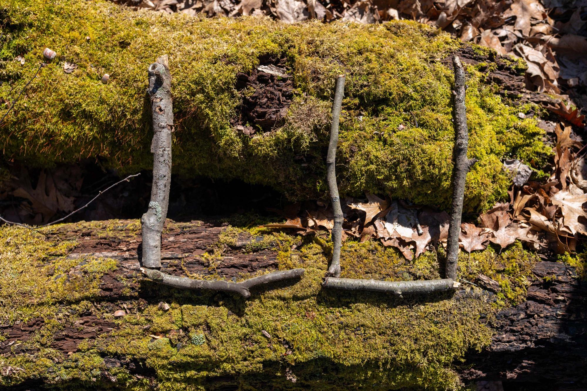 Letters "LU" formed from sticks on a moss-covered log.
