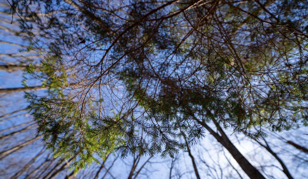 Looking up at green and brown tree canopies against a bright blue sky.