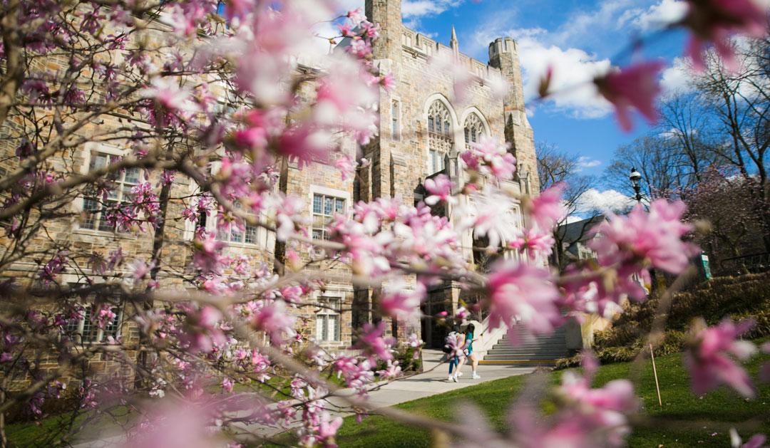 Photograph of pink blossoms framing a historic stone building under a clear blue sky.