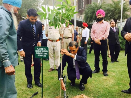 verma17tree-punjab