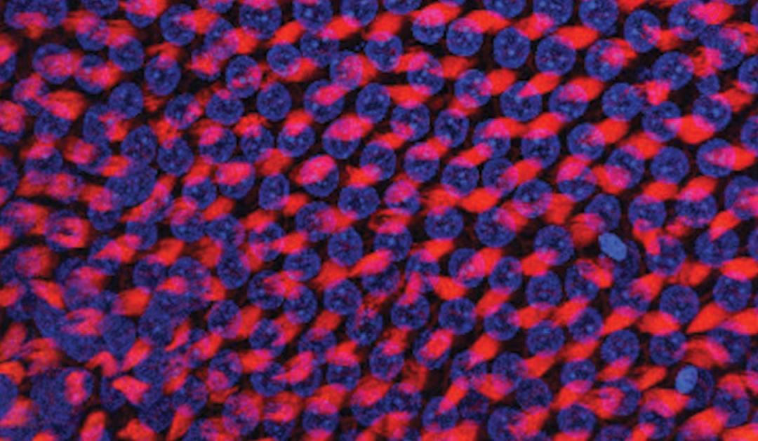 A 63x confocal image of low-frequency hair cells taken from a control animal with no gene manipulation