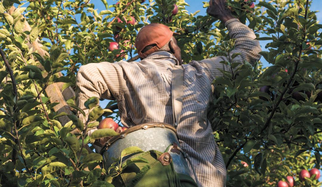 Man picking apples