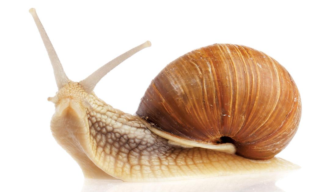 A snail