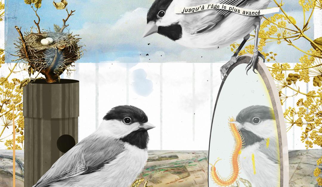 Illustration of chickadees 