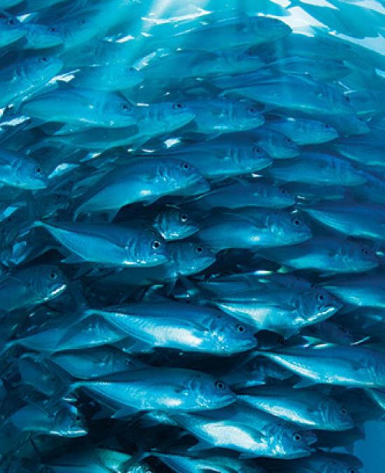 School of Fish