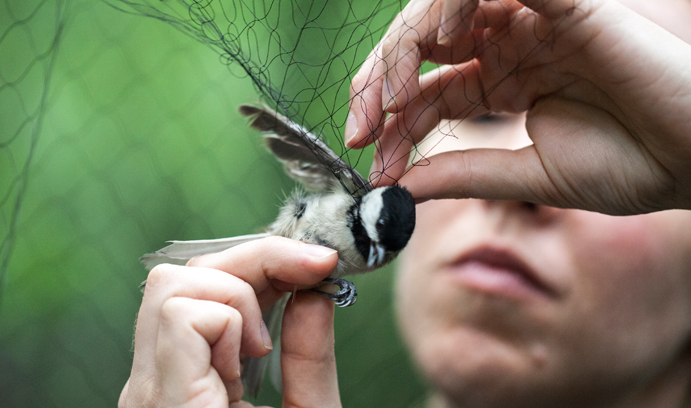 Chickadee