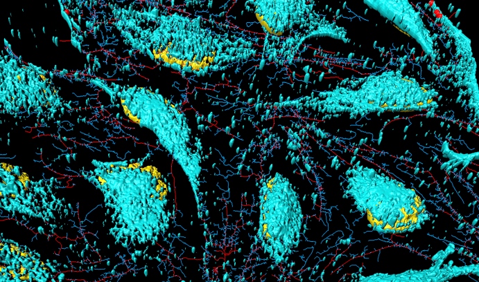 huang17cells